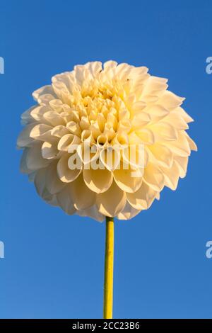 Deutschland, Hessen, Dahlia Blume gegen klaren Himmel, Nahaufnahme Stockfoto