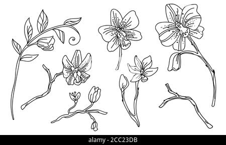 Blumendesign botanischen Set mit Hand gezeichnet Linie Kunst Orchidee Blumen. Vektor monochrome Blumenvorlage Illustration für Hochzeitseinladung, veganes Café, Blume Stock Vektor