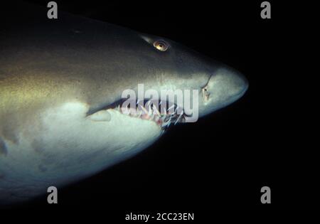 grauer Ammenhai - Sandtiger-shark Stockfoto