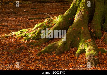 Deutschland, Hessen, bemoosten Stamm der alten Buche im Herbst an der Sababurg forest Stockfoto