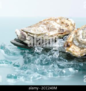 Geschlossene Austern auf crushed Eis, close-up Stockfoto