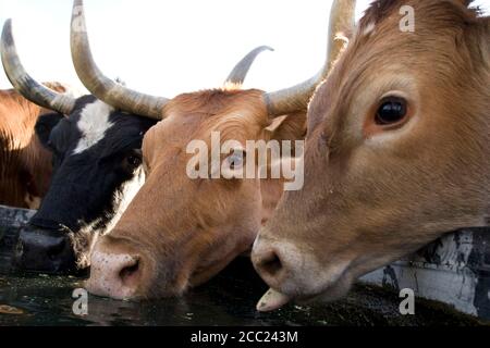USA, Texas, Dallas, Texas Longhorn Kuh (Bos Taurus) Stockfoto