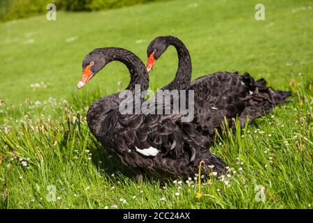 Deutschland, Hessen, Schwarze Schwanenvögel, die auf Gras stehen Stockfoto