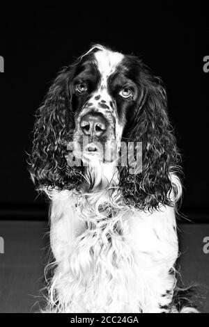 Englisch Springer Spaniel auf schwarzem Hintergrund, Nahaufnahme Stockfoto