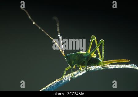 Great Green Bushcricket im Morgentau Stockfoto