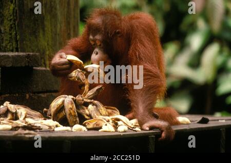 Sepilok Orang Utan Reserve, Ost-Malaysia, Sabah (Borneo) Stockfoto