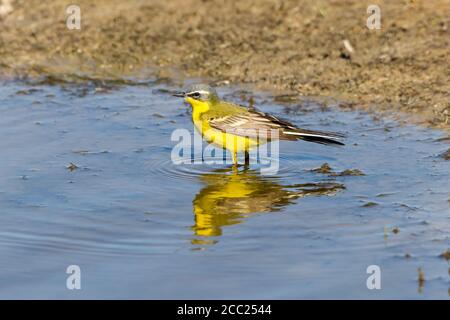 Deutschland, Schleswig-Holstein, Schafstelze Vogel Sitzstangen im Wasser Stockfoto