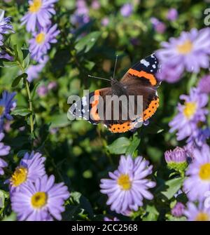 Roter Admiral Schmetterling auf Aster Blumen Stockfoto