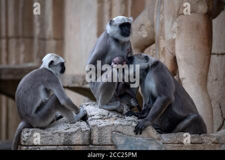Hannover, Deutschland. August 2020. Die Hulman Languren im Zoo Hannover kümmern sich um das Jungtier. Sie wurde am 13. August geboren und ist weiblich. Quelle: Sina Schuldt/dpa/Alamy Live News Stockfoto