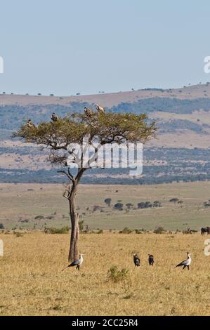 Afrika, Kenia, Geier auf Schirm Thorn Akazie im Massai-Mara-Nationalpark Stockfoto