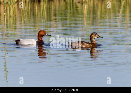 Deutschland, Schleswig-Holstein, Tafelenten Vögel Schwimmen im Wasser Stockfoto