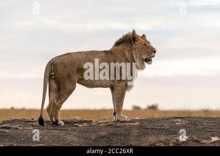 Afrika, Kenia, Lion im Masai Mara Nationalpark Stockfoto