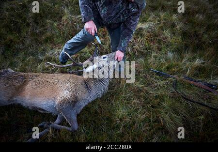 Hunter bereitet sich auf die Haut Hirsch, nachdem er es in erschossen Das Hochland von Schottland Stockfoto