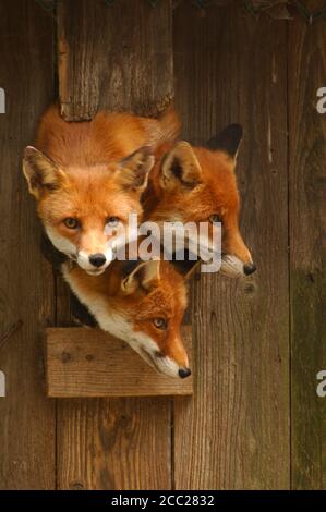 Drei Red Fox Cubs suchen aus einem Loch, Vulps vulpes Stockfoto