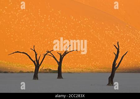 Afrika, Namibia, Deadvlei, tote Bäume in der Wüste Stockfoto