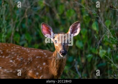 Nahaufnahme eines Wildschwanzhirsches (Odocoileus virginianus) in einem Wald in Michigan, USA. Stockfoto