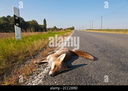 Deutschland, Thüringen, tot Rotfuchs auf Landstraße Stockfoto