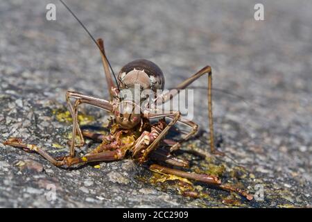 Afrika, Namibia, gepanzerten Cricket (Tettigoniidae), Nahaufnahme Stockfoto