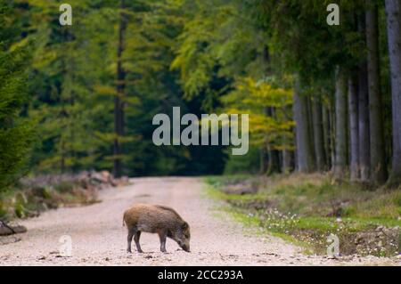 Wildschwein auf dem richtigen Weg im Wald Stockfoto