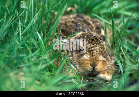 Junge Hasen, Lepus Capensis Stockfoto