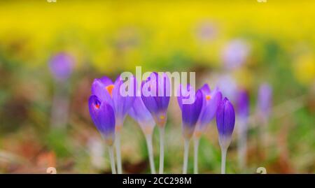 Deutschland, Krokusblüten, Nahaufnahme Stockfoto
