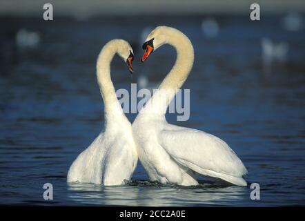 Höckerschwäne auf See Stockfoto