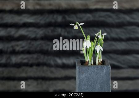 Topfpflanze von Schneeglöckchen, Nahaufnahme Stockfoto
