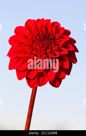 Deutschland, Hessen, Dahlia Blume gegen klaren Himmel, Nahaufnahme Stockfoto