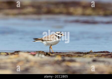 Deutschland, Schleswig Holstein, Ringelpfeifer-Vogelhaltung Stockfoto