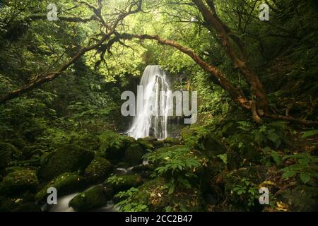 Neuseeland, kleiner Wasserfall im Wald Stockfoto