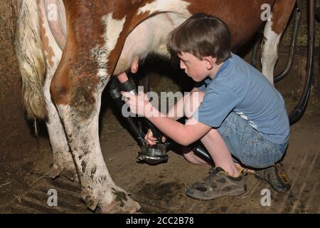 Deutschland, Baden-Württemberg, junge Melken Kuh Stockfoto