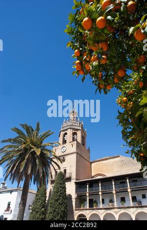 Spanien, Ronda, Blick auf Plaza Duquesa de Parcent und Orangenbaum im Vordergrund Stockfoto