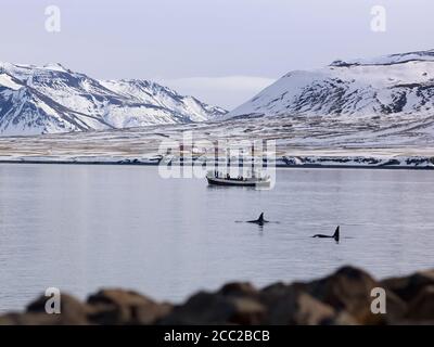 Island, Blick auf Forschung Boot beobachten Schwertwale an der Küste von Grundarfjordur Stockfoto