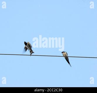 Zwei Scheunenschwalben, Hirundo rustica, auf dem Kabel-Bild Stockfoto