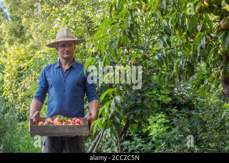 Erwachsener Mann, der Pfirsiche erntet Stockfoto