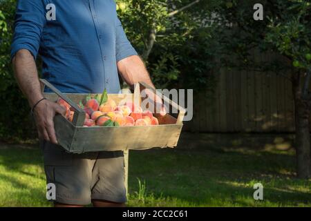 Bio-Pfirsiche von Hand aus dem Obstgarten gepflückt, im Sommer Stockfoto