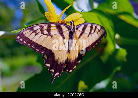 Ein gelber Schwalbenschwanz Schmetterling bestäubt eine Blume Stockfoto