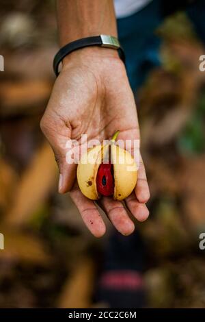 Nahaufnahme einer Hand, die eine Muskatnuss aus dem hält Baum Stockfoto