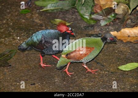 Ein männlicher und weiblicher Rollulushühner überqueren gemeinsam den Weg beim Eden Project in Cornwall, England Stockfoto