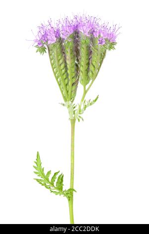 Phacelia Blume isoliert auf weißem Hintergrund mit voller Tiefenschärfe Stockfoto