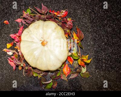 Ein Stillleben bestehend aus einem silbrig gefärbten, Kronenkürbis, umgeben von den bunten Herbstblättern eines Virginia-Kriechenden Stockfoto