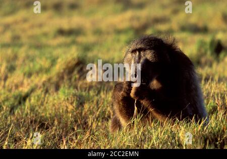 Ein großer männlicher Chacma Baboon, der im Gras auf Nahrungssuche ist Stockfoto