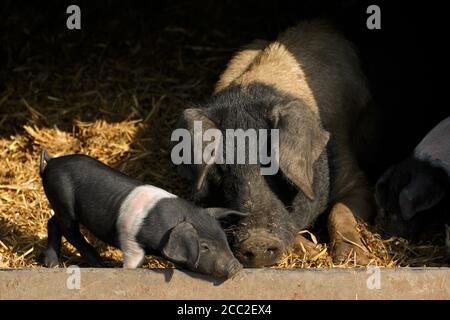 Schweine in einem Stall (Sus domestica) Stockfoto