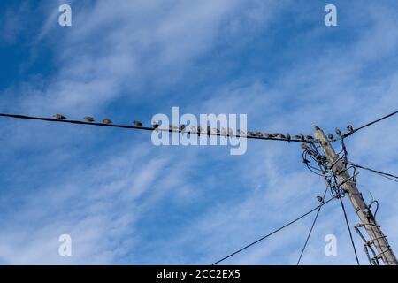 Stare-Herde [Sturnus vulgaris], die auf einer Stromleitung mit einem blauen Himmel hinter ihnen thront. Stockfoto