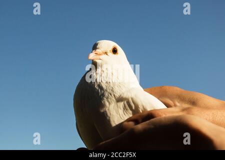 Schöne weiße Taube sitzt auf einer weiblichen Hand. Stockfoto