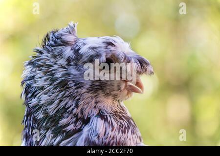 Englisch Fantail Taube Nahaufnahme, der Hintergrund ist verschwommen. Stockfoto