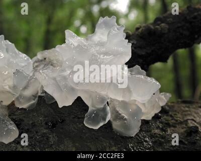 Gelee Pilz sind eine Form von Pilzen in natürlichen Umgebungen auf der ganzen Welt gefunden.; Dieses ist in einem bewaldeten Gebiet von North Central Florida gefunden. Stockfoto