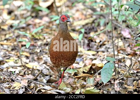 Ein weibliches siamesisches Feuerback (Lophura diardi) Im Wald im Nordosten Thailands Stockfoto