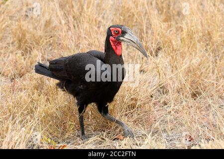 Ground Hornbill (Bucorvus leadbeateri) - Kruger National Park, Südafrika Stockfoto