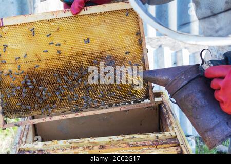 Nahaufnahme von Bienen auf wabe in der Imkerei - selektive Fokus, kopieren. Stockfoto